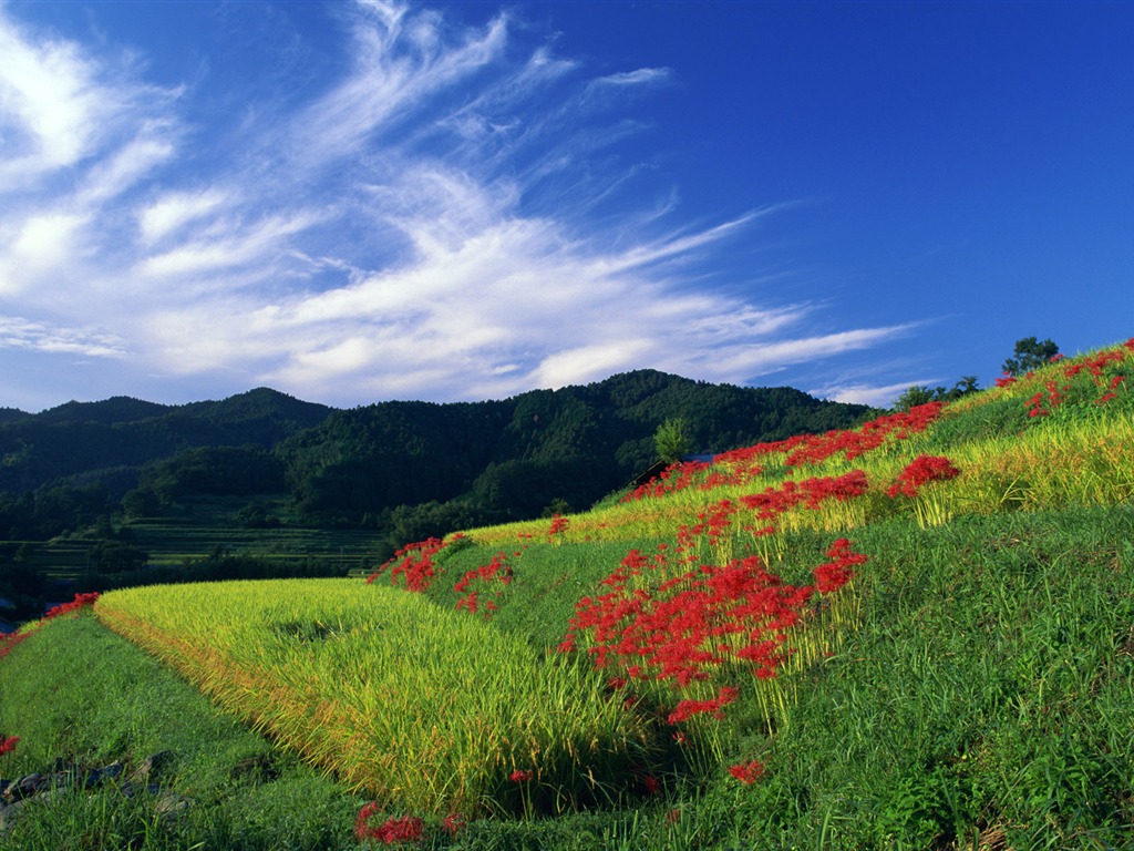 Blauer Himmel, weiße Wolken und Blumen Wallpaper #19 - 1024x768