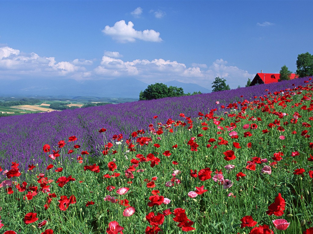 Blauer Himmel, weiße Wolken und Blumen Wallpaper #20 - 1024x768