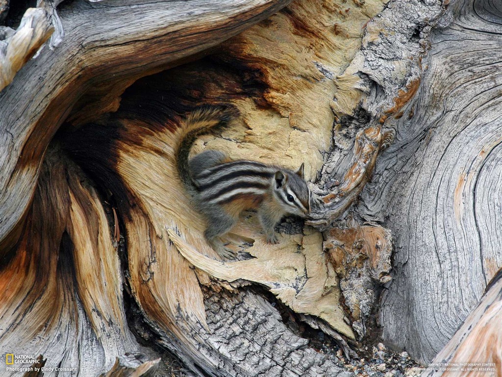 National Geographic Tapety zvířat články (1) #7 - 1024x768