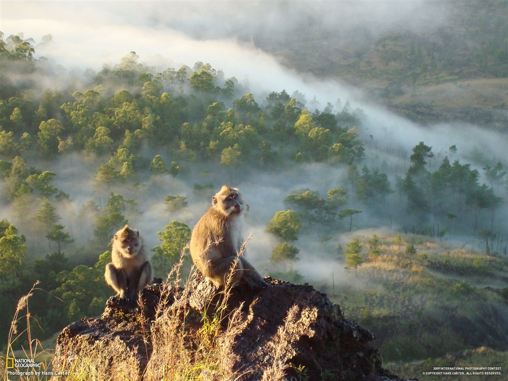 世界地理動物篇壁紙(一) #19 - 1024x768