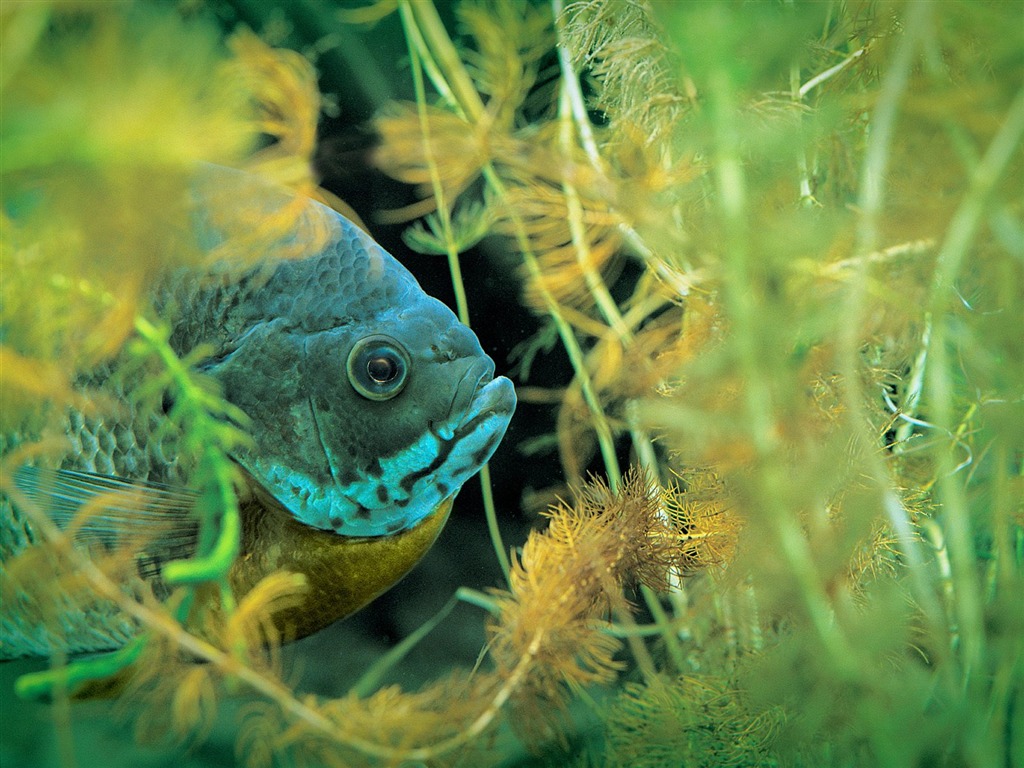 Deep Blue Underwater World Wallpaper #30 - 1024x768