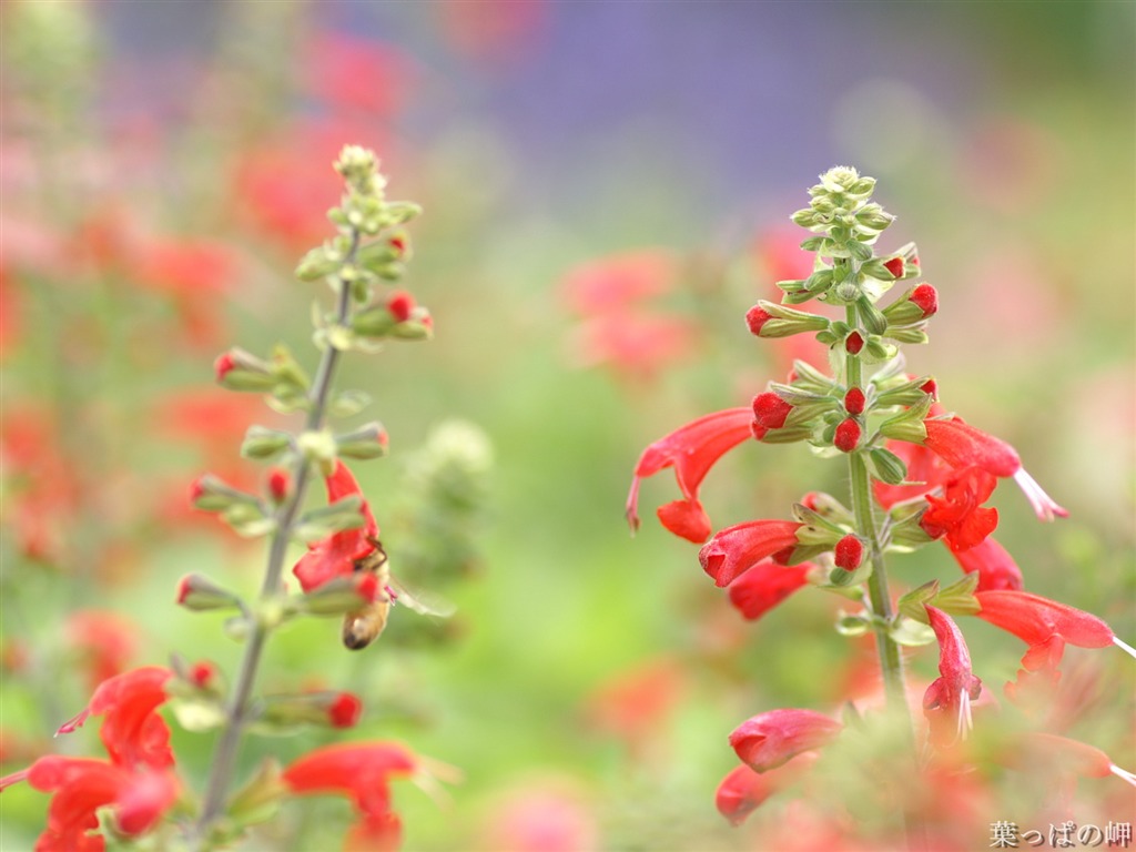 絶妙な花の壁紙 #35 - 1024x768