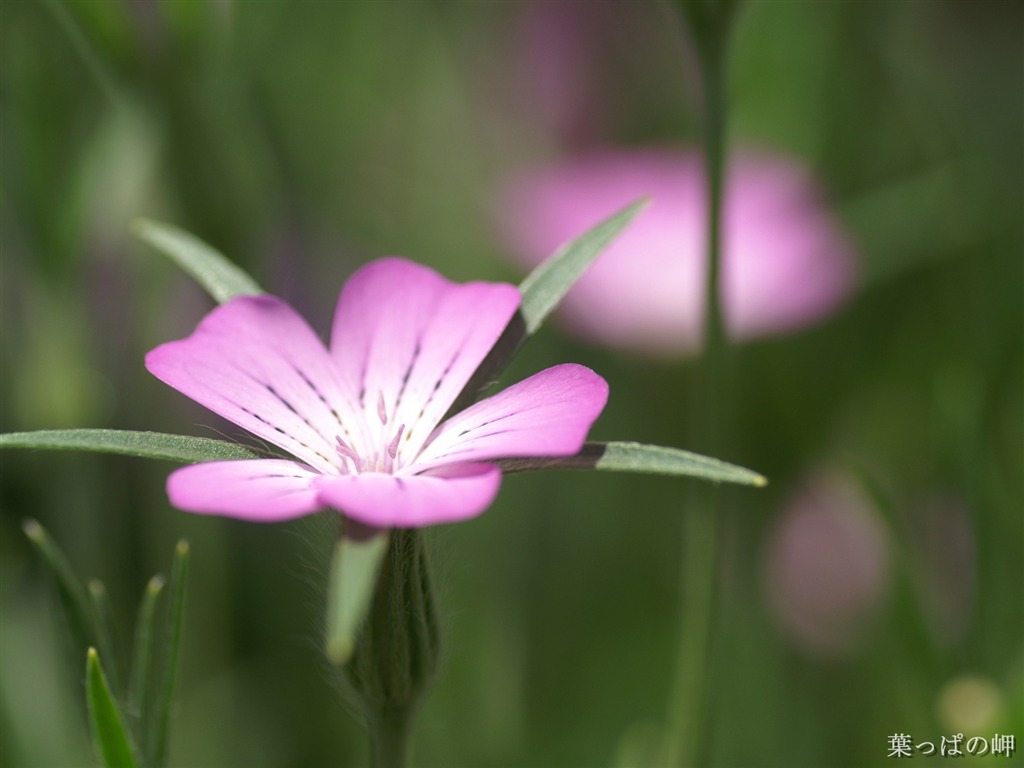 絶妙な花の壁紙 #38 - 1024x768