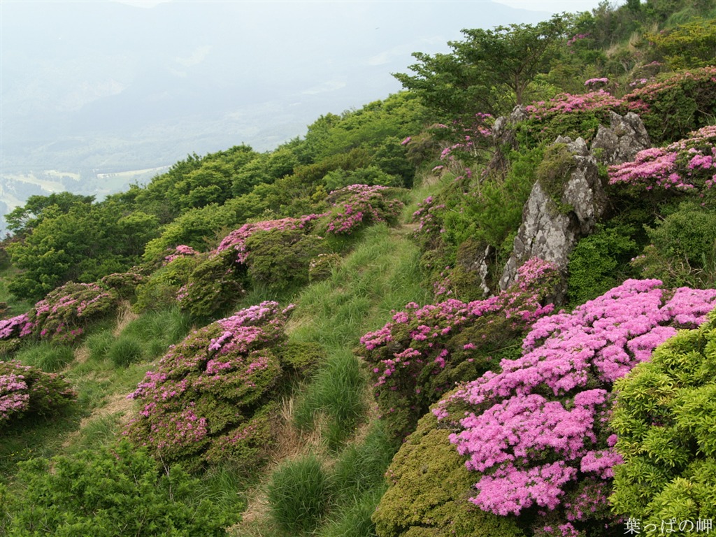 절묘한 꽃 배경 화면 #44 - 1024x768