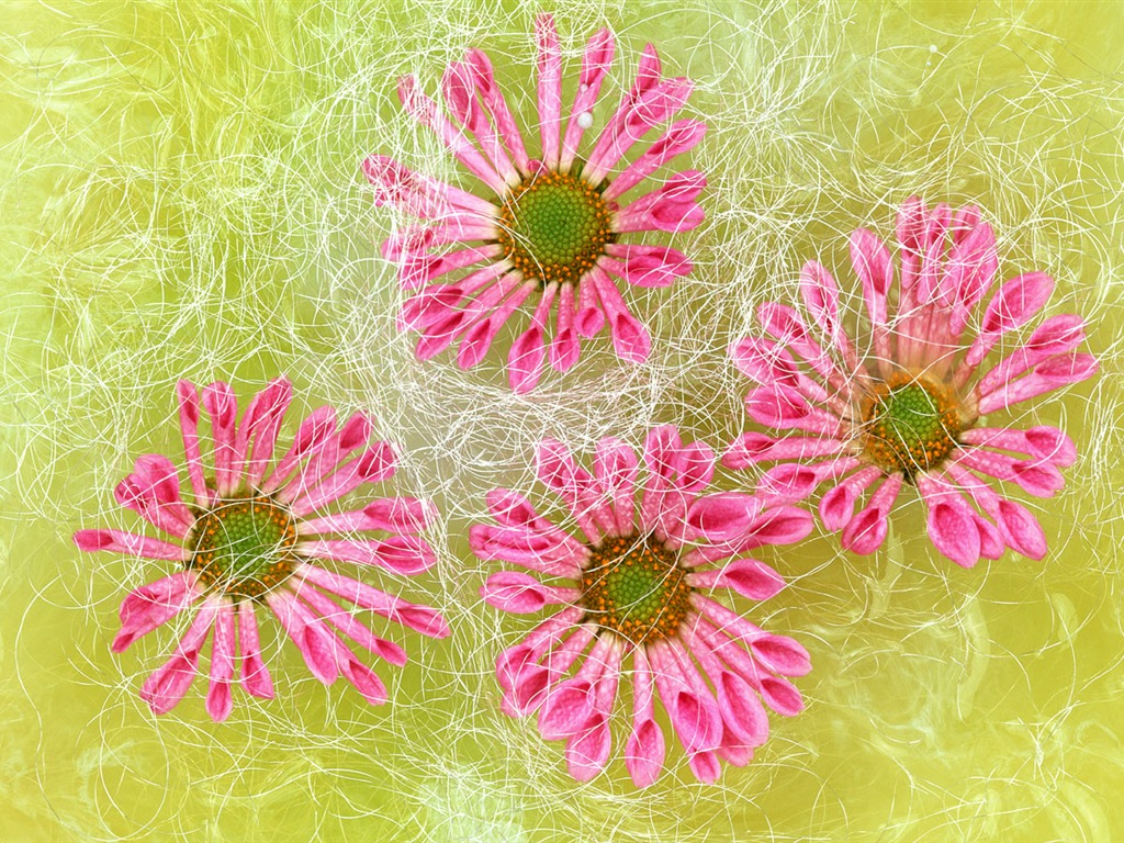 鮮花特寫(六) #3 - 1024x768