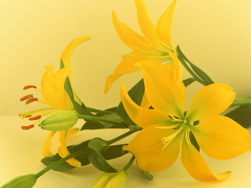 鮮花特寫(六) #6 - 1024x768