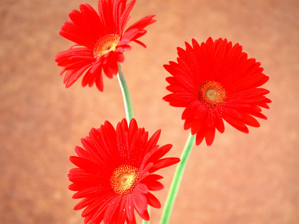 Flowers close-up (6) #20 - 1024x768