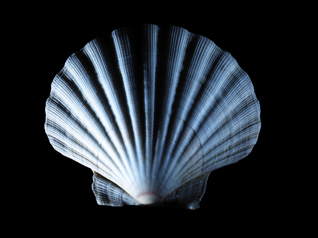 Millennium biological Wallpaper Album (5) #12 - 1024x768