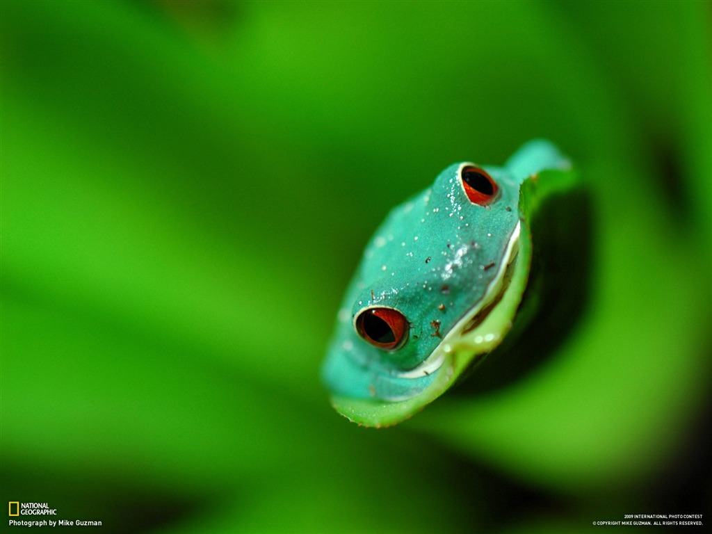 National Geographic Tapety zvířat články (2) #5 - 1024x768