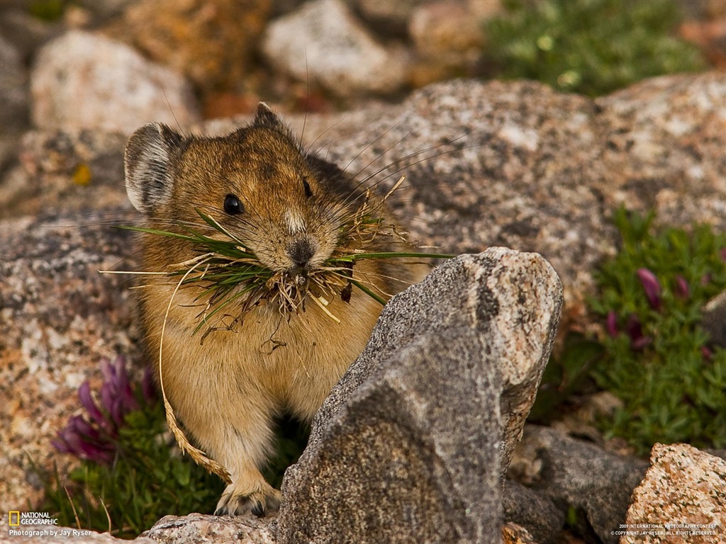 National Geographic Wallpapers Animal artículos (2) #6 - 1024x768