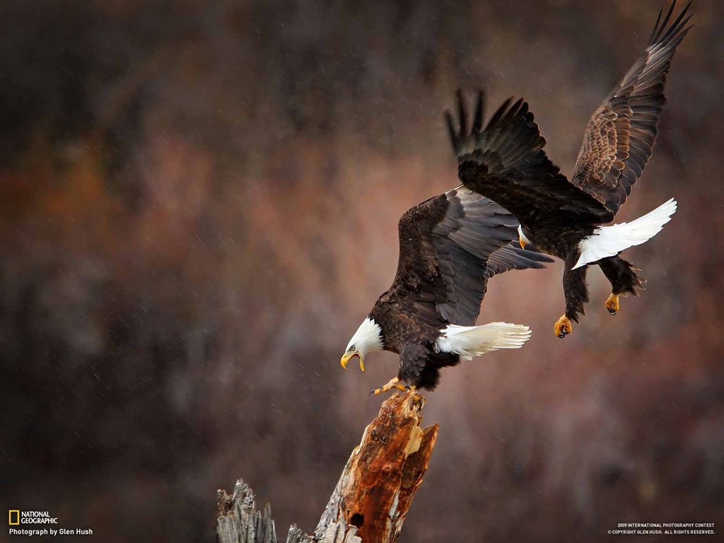 National Geographic Wallpapers Animal artículos (2) #19 - 1024x768