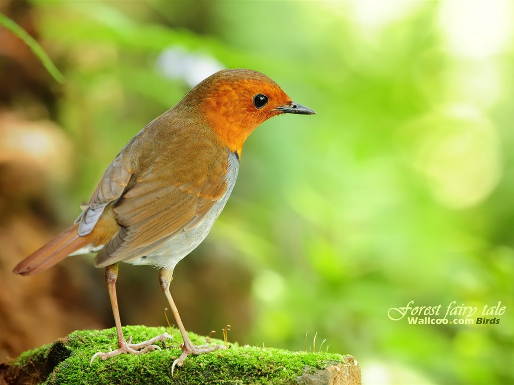 Lovely Frühjahr Vogel Tapete #11 - 1024x768