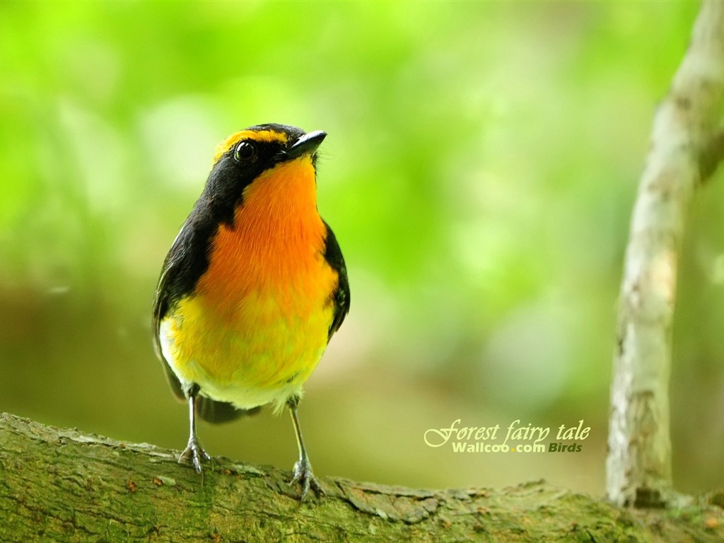 Lovely Frühjahr Vogel Tapete #13 - 1024x768