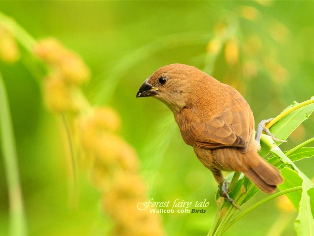 Lovely spring bird wallpaper #17 - 1024x768