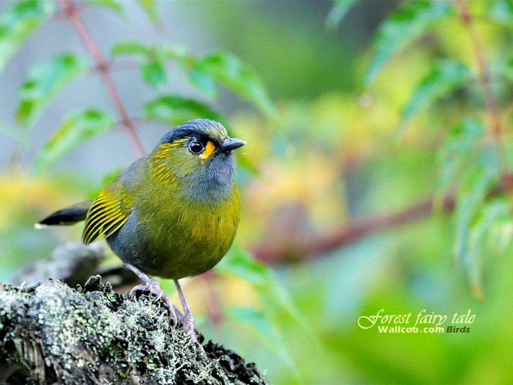 素敵な春の鳥の壁紙 #22 - 1024x768