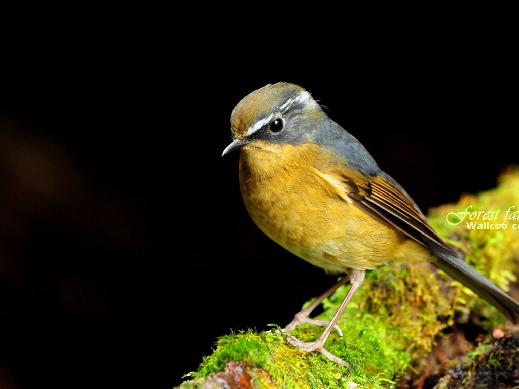 Lovely Frühjahr Vogel Tapete #23 - 1024x768