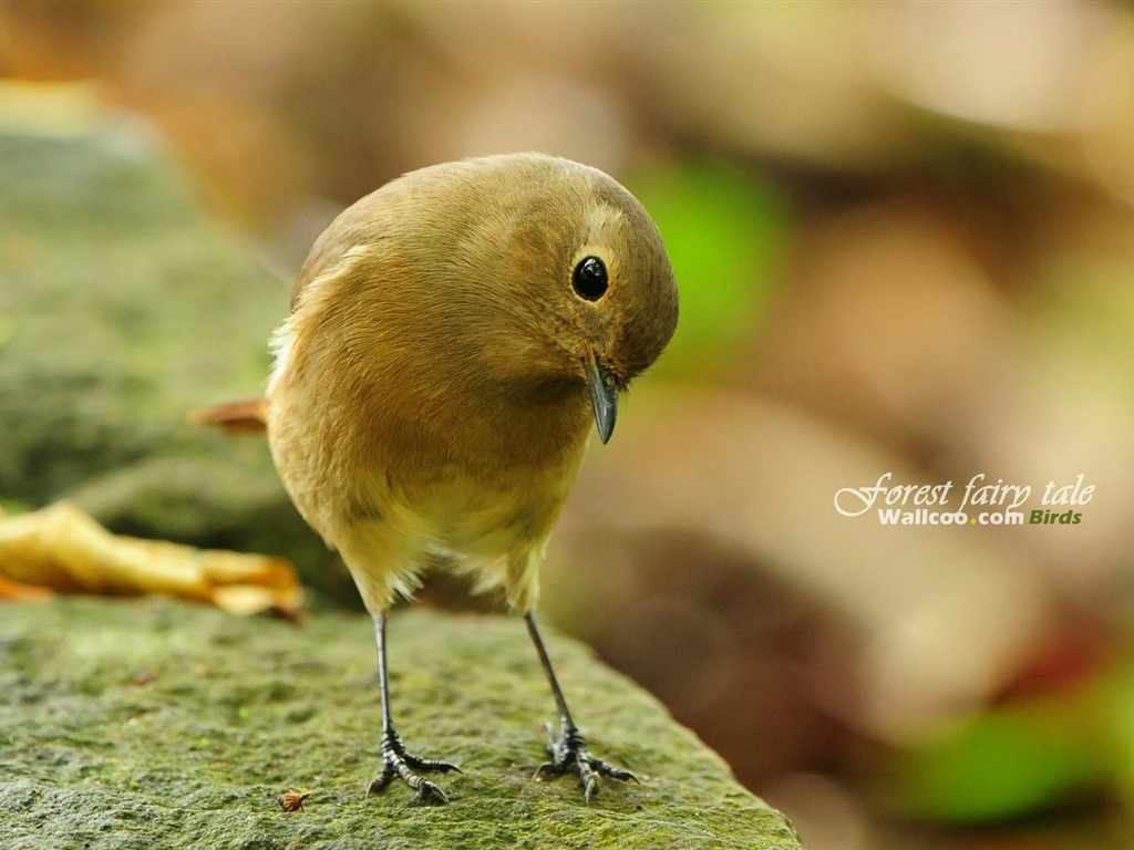 素敵な春の鳥の壁紙 #25 - 1024x768