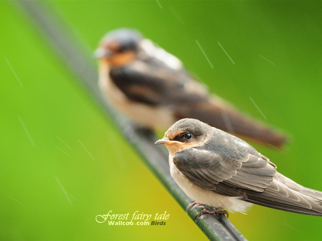 Lovely spring bird wallpaper #26 - 1024x768