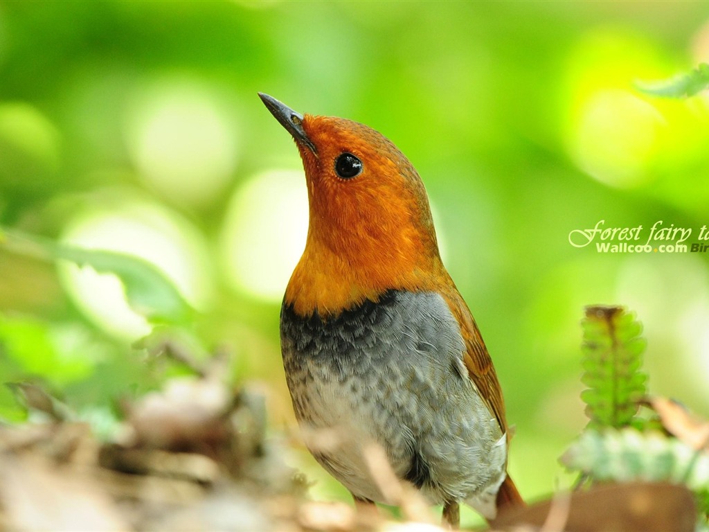 Lovely Frühjahr Vogel Tapete #27 - 1024x768