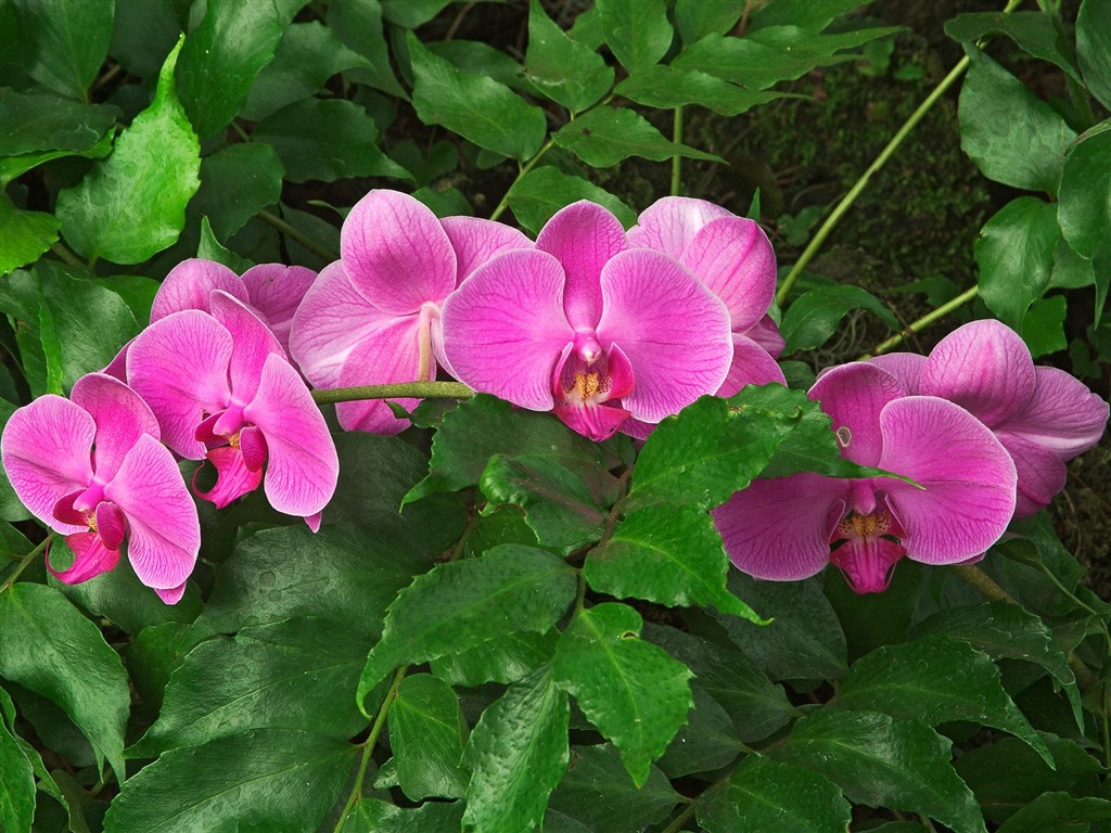 Flowers close-up (7) #15 - 1024x768