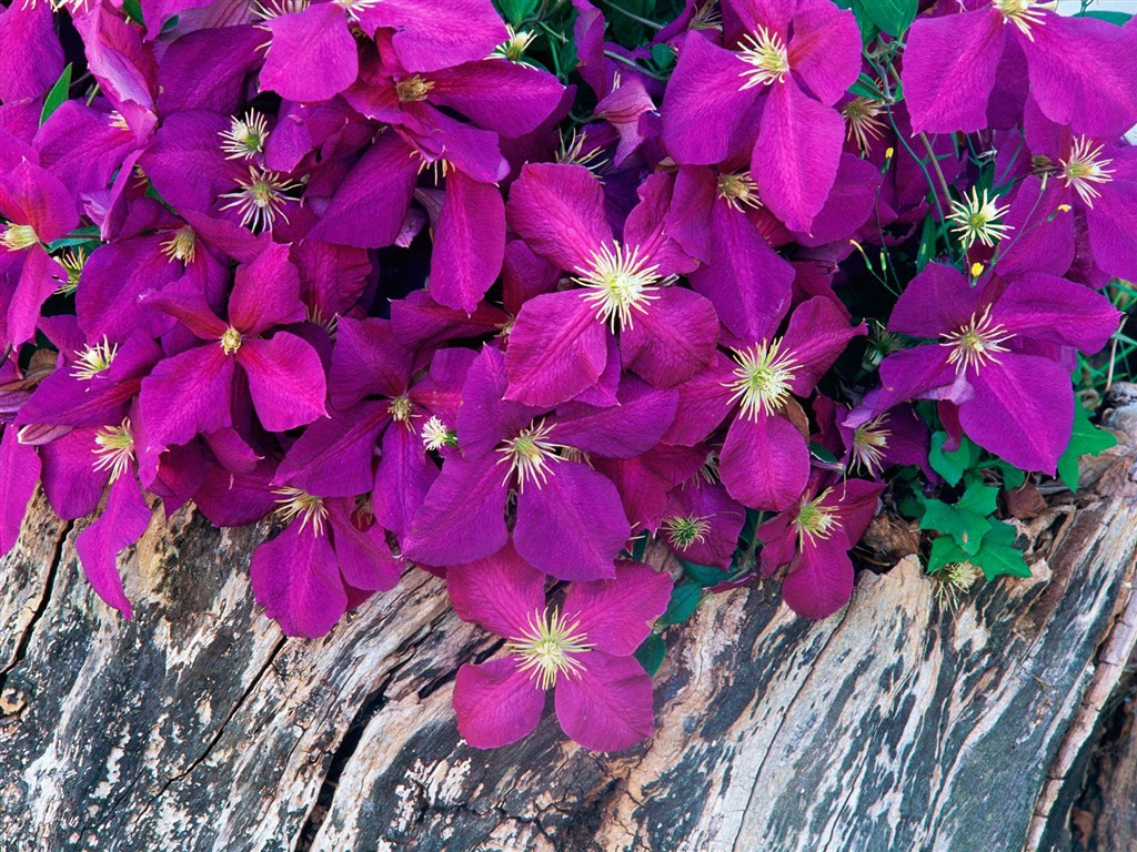 Flowers close-up (7) #17 - 1024x768