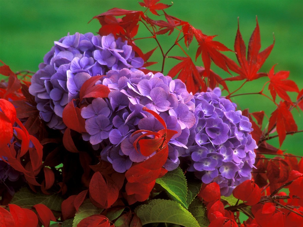 鮮花特寫(七) #18 - 1024x768