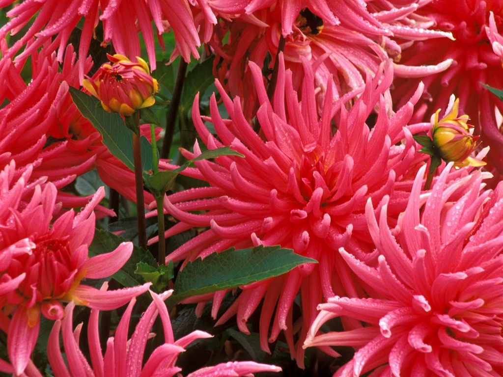 鮮花特寫(七) #19 - 1024x768