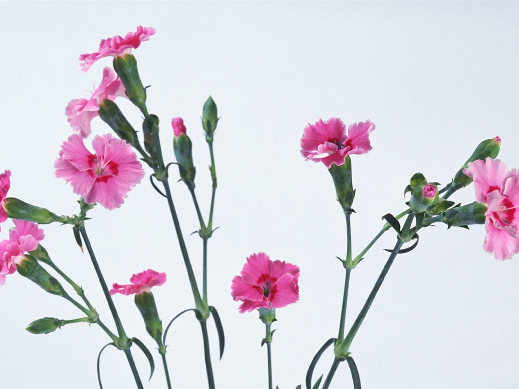 鮮花特寫(八) #5 - 1024x768
