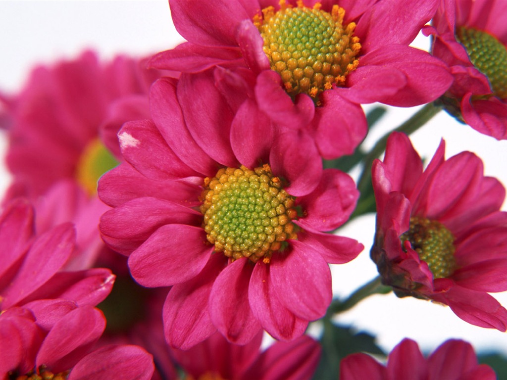 Květiny close-up (8) #13 - 1024x768