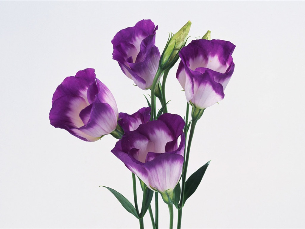 鮮花特寫(八) #16 - 1024x768