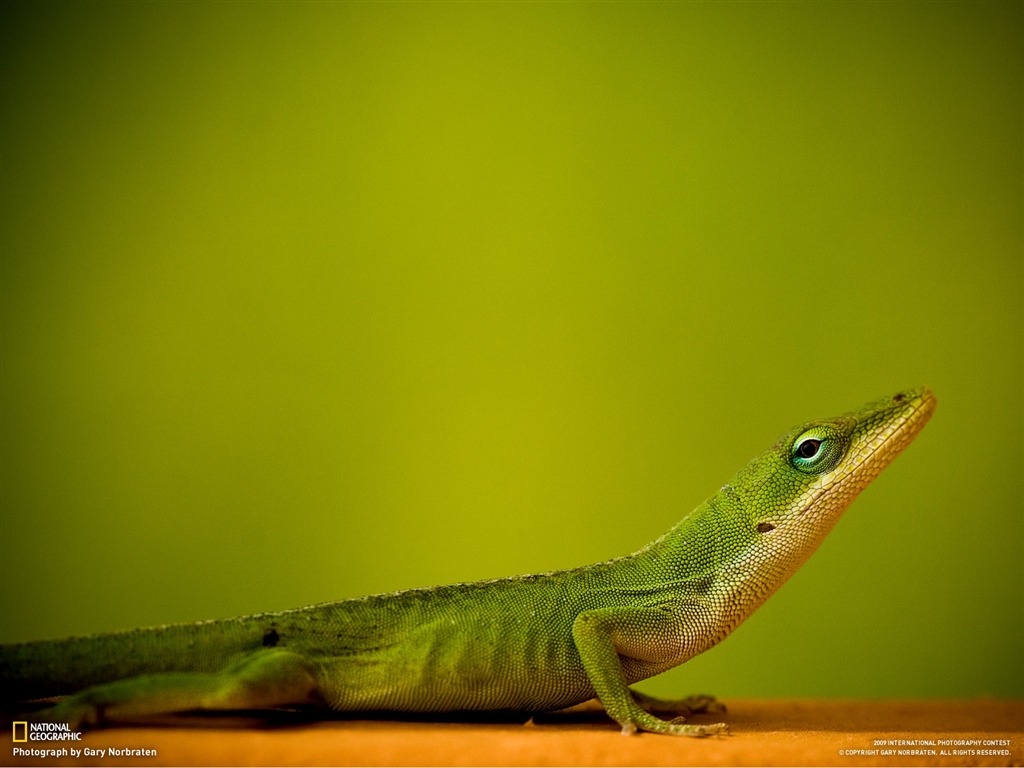 National Geographic Tapety zvířat články (3) #7 - 1024x768