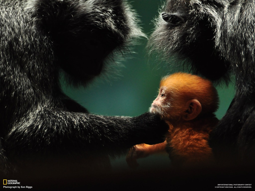 National Geographic Tapety zvířat články (3) #12 - 1024x768