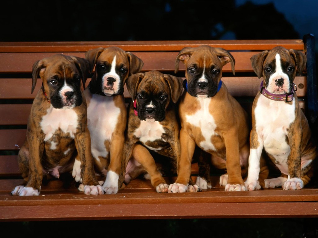 子犬写真のHD壁紙(1) #5 - 1024x768