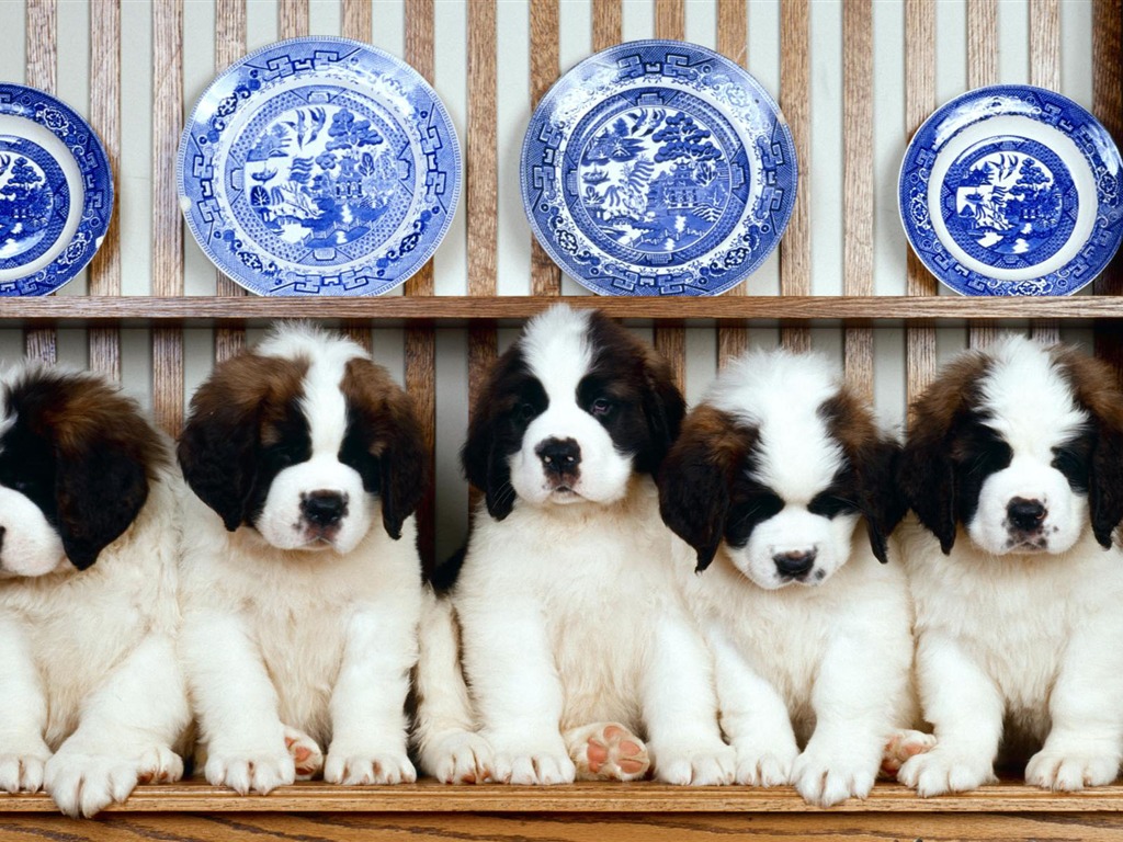 子犬写真のHD壁紙(1) #14 - 1024x768