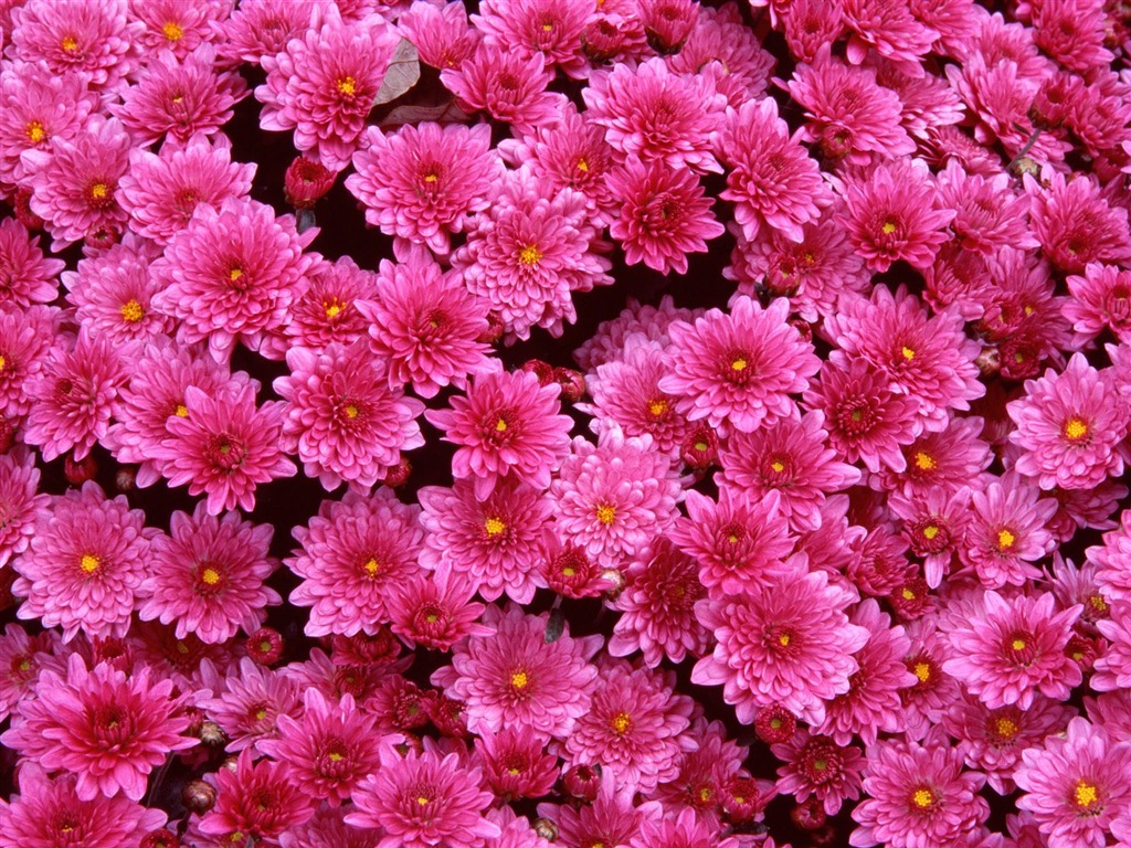 鮮花特寫(九) #19 - 1024x768