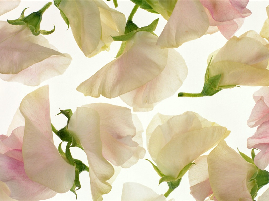 鮮花特寫(十) #6 - 1024x768