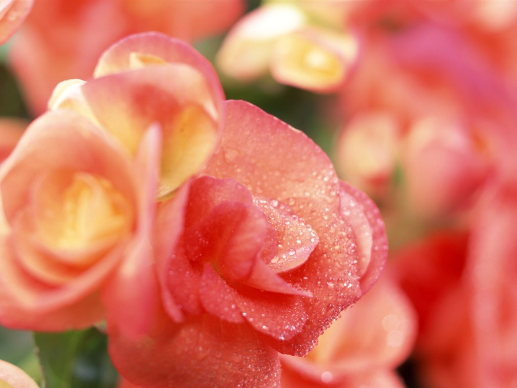 Květiny close-up (10) #13 - 1024x768