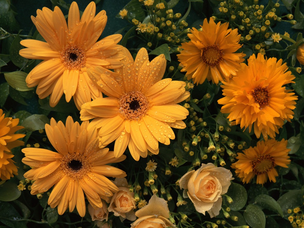 鲜花特写(十)17 - 1024x768