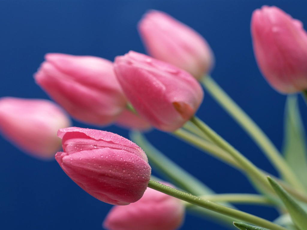 鮮花特寫(十) #19 - 1024x768