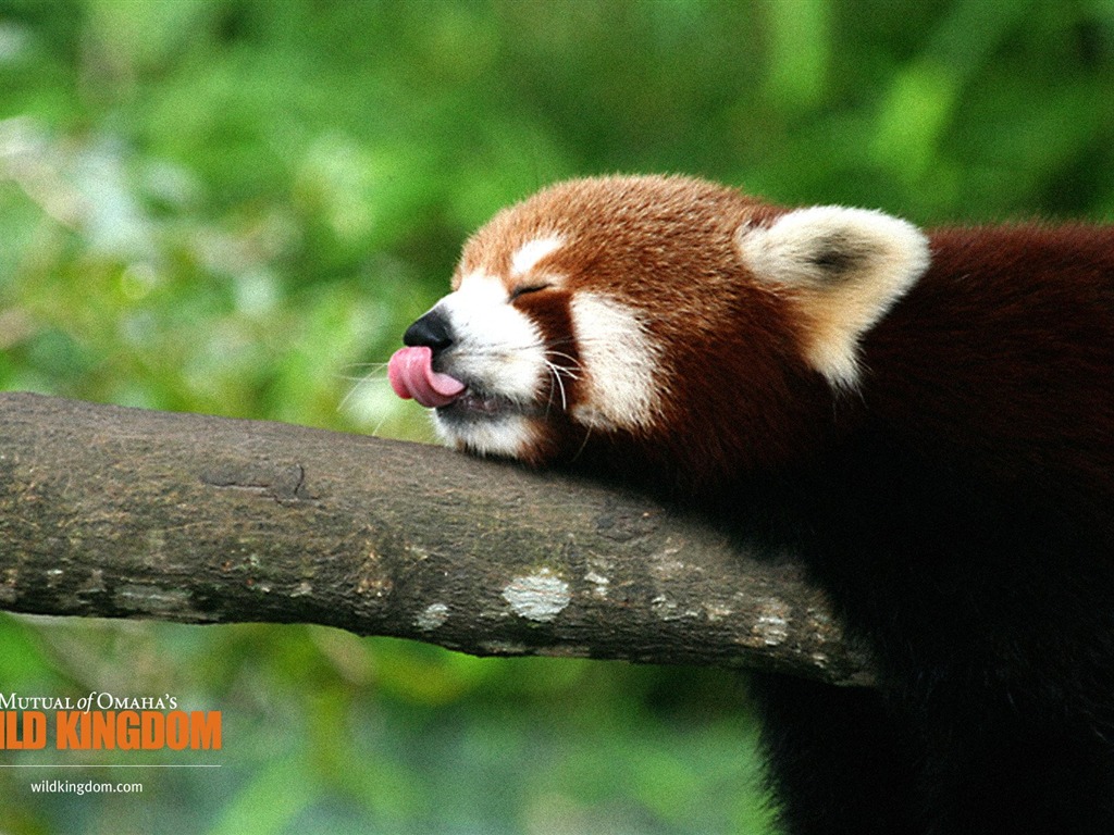 Wild Kingdom Animal Wallpapers #1 - 1024x768