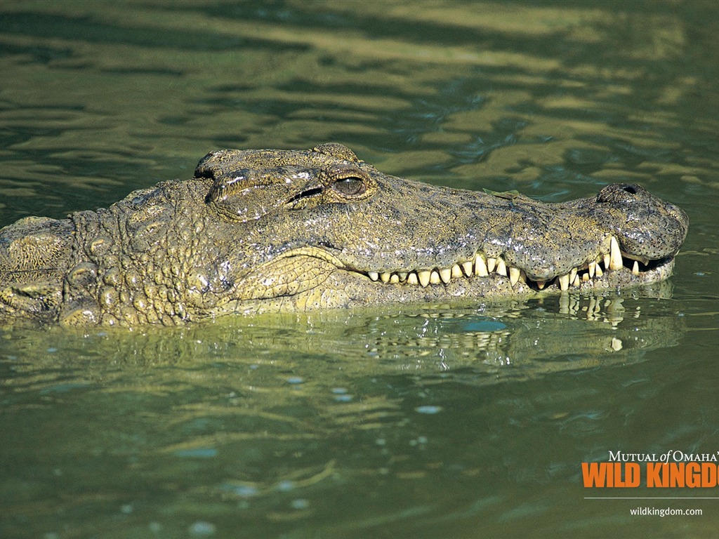 Fonds d'écran Wild Animal Kingdom #5 - 1024x768