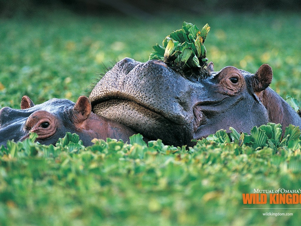 Wild Kingdom 動物壁紙 #8 - 1024x768