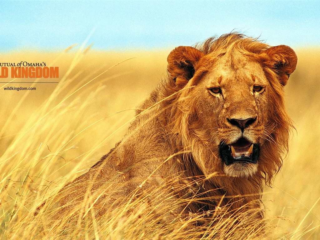 Fonds d'écran Wild Animal Kingdom #11 - 1024x768