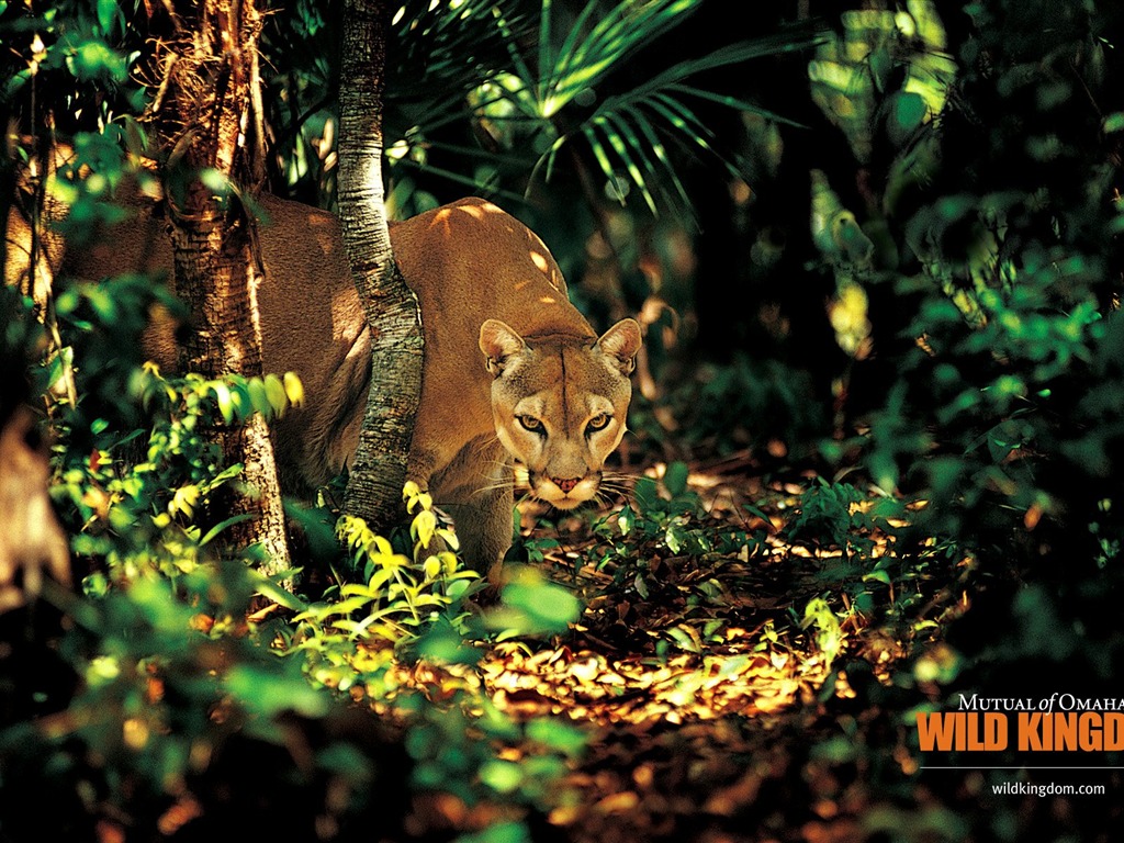 Fonds d'écran Wild Animal Kingdom #15 - 1024x768