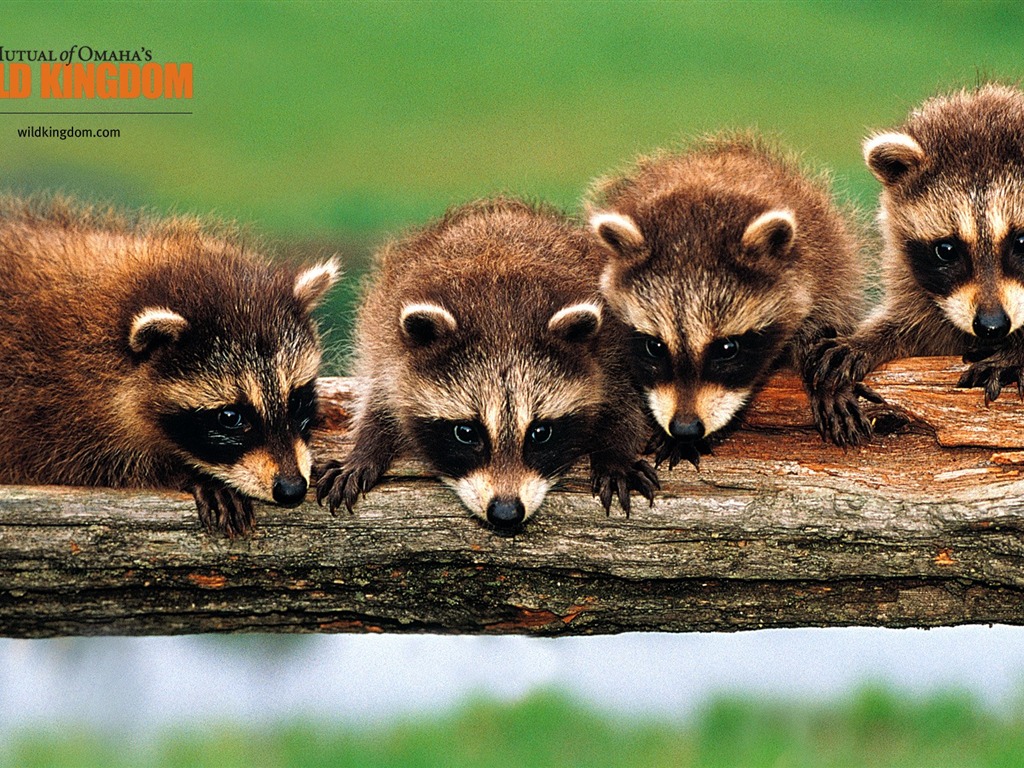 Wild Kingdom 動物壁紙 #16 - 1024x768