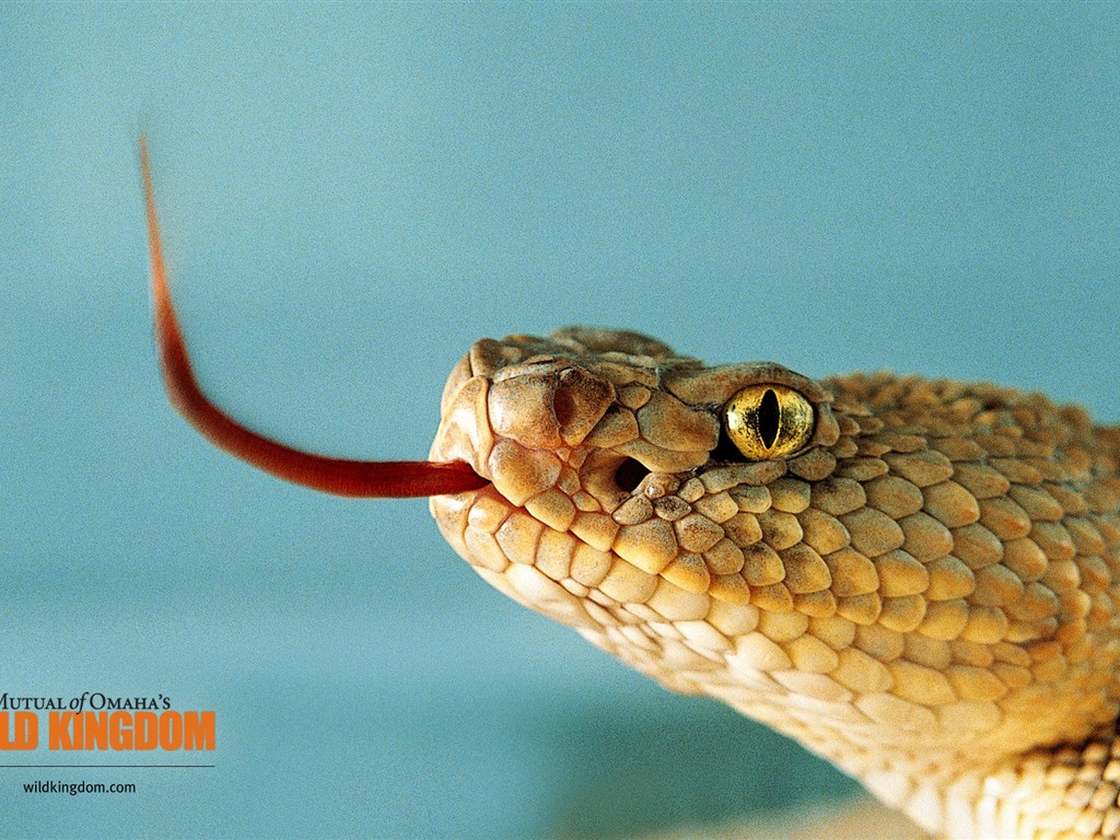 Wild Kingdom 動物壁紙 #20 - 1024x768