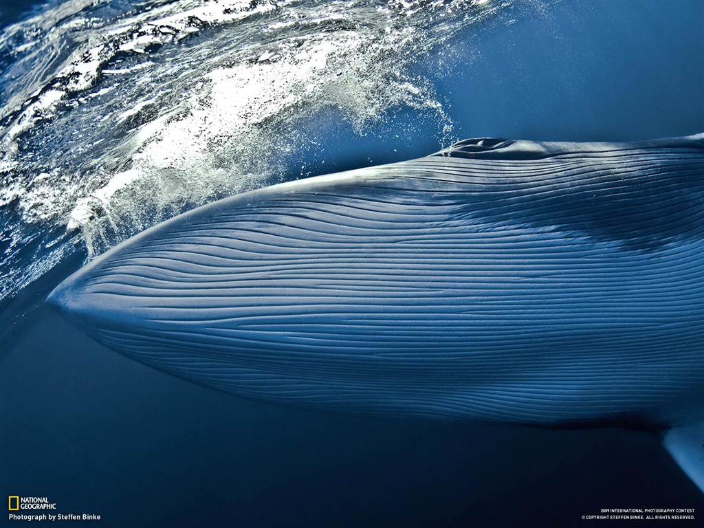 National Geographic Tapety zvířat články (4) #8 - 1024x768