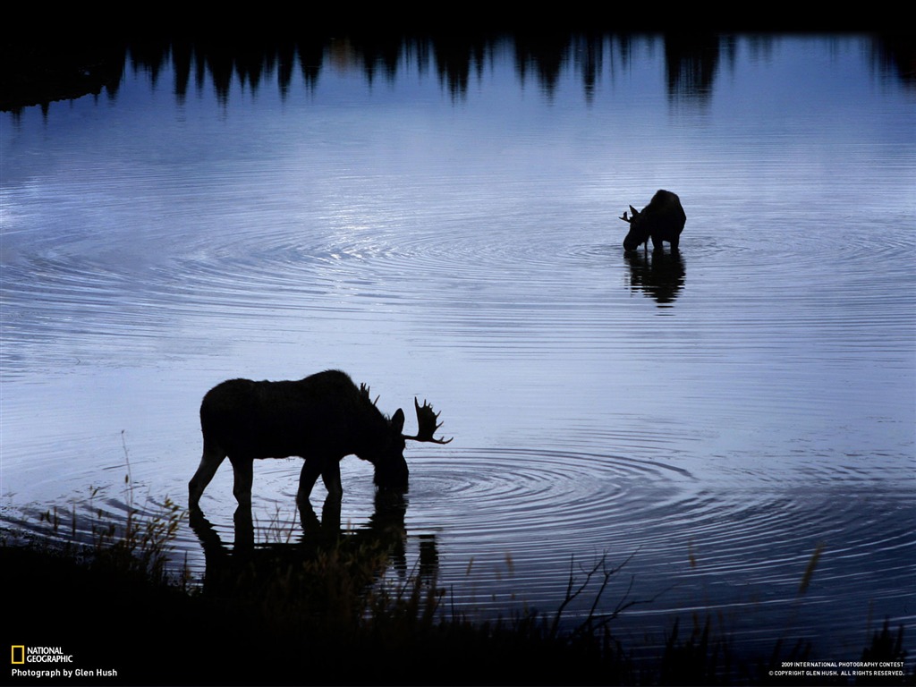 National Geographic Tapety zvířat články (4) #10 - 1024x768