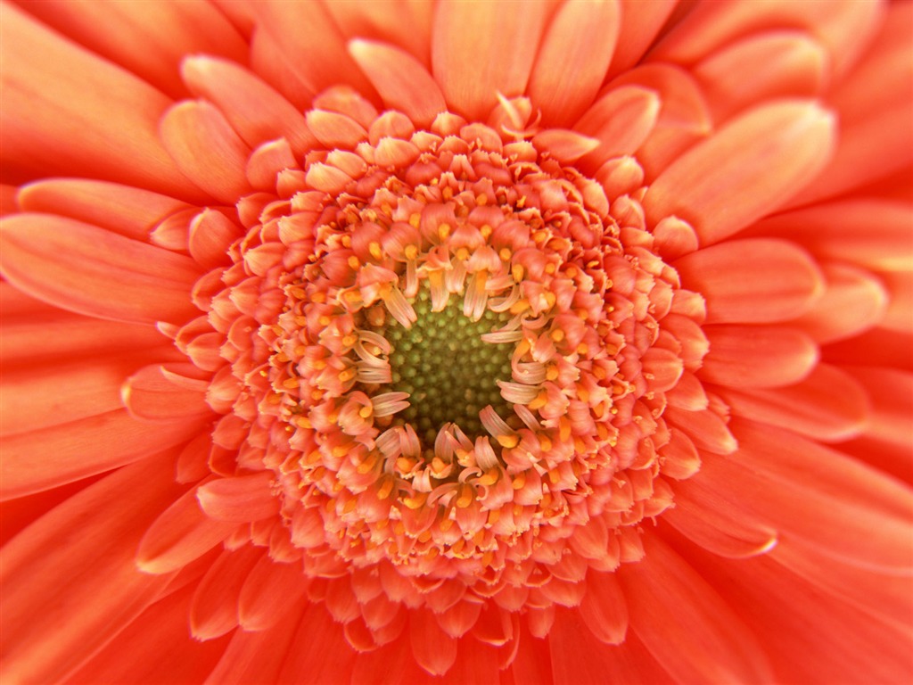 鮮花特寫(11) #5 - 1024x768