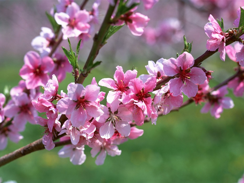 Flowers close-up (12) #1 - 1024x768